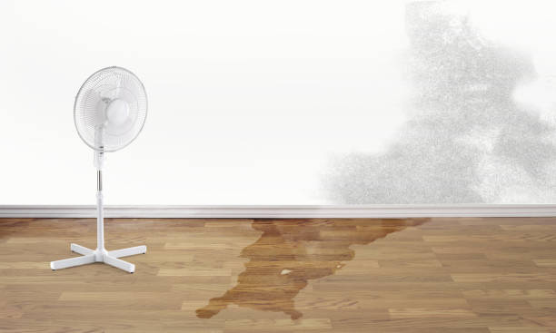 Best Mold removal after water damage  in Holdrege, NE